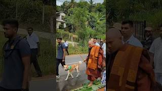 Barefoot Walk for Peace Monks, with Aloka the Peace Dog, on Day 3 of Sri Lanka Mission