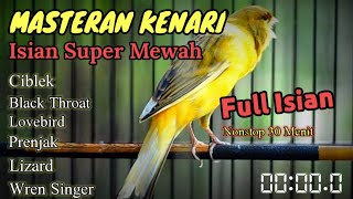 Masteran Kenari Full isian Super Mewah || Ciblek_Black throat_Lovebird