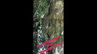 Biawak jenis Nebu jinak dan dapat Panjat Pohon||@Binboen