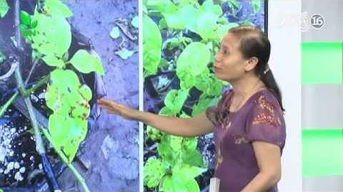 Xử lý khi cây hoa giấy bị cháy lá do nấm