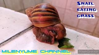 Snail eating grass