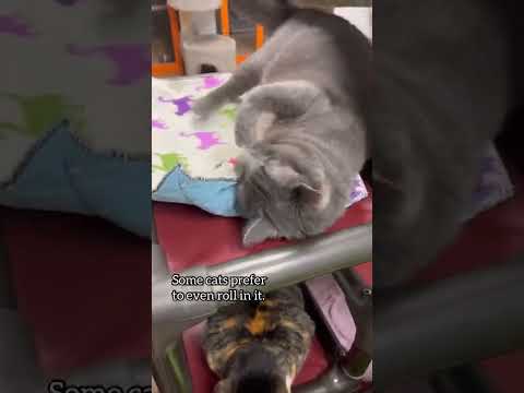 Video: Eten herten kattenkruid?