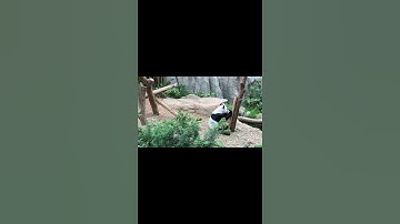 🐼 PANDA 🐼#PANDA #PANDASHORTS #SHORTS #SHORT #PANDASHORT #VIRAL #SHORTPANDA #SHORTSPANDA #PANDAS