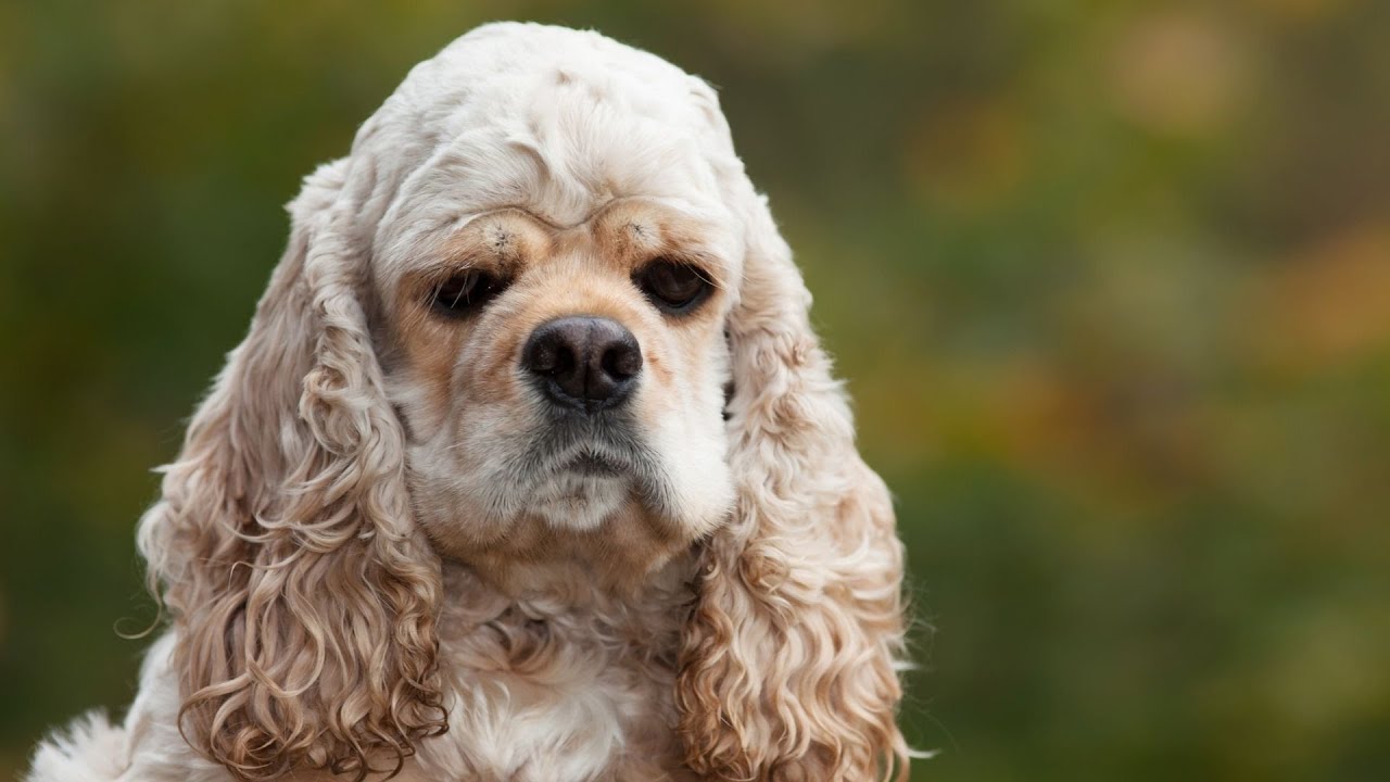 Weight Management for Cocker Spaniels Diet and Exercise Tips