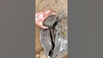 Large Fossil within HUGE Stone!