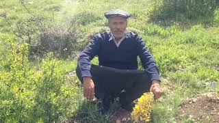 Adanalı Mustafa Ağa Yörük Türküsü