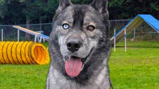 We Heard COYOTES While at Dog Agility!