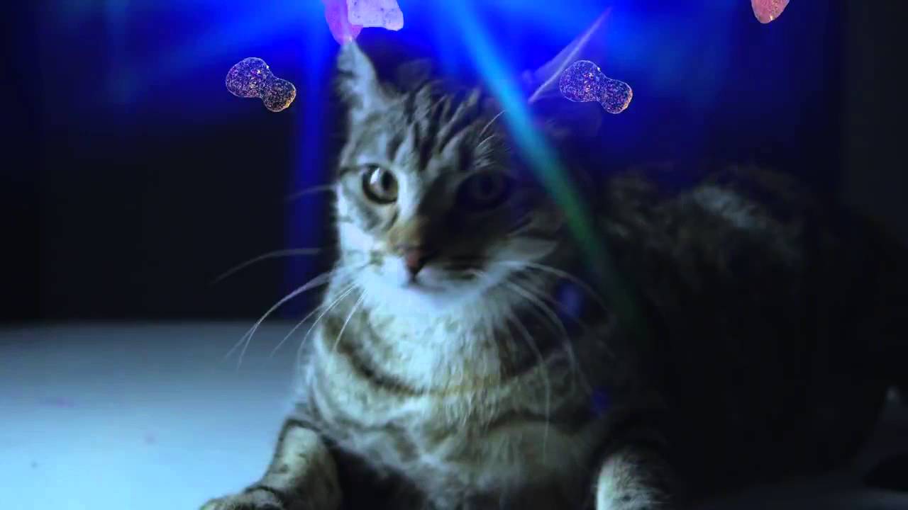 Коты зажигают