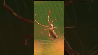 Spider Learn insects