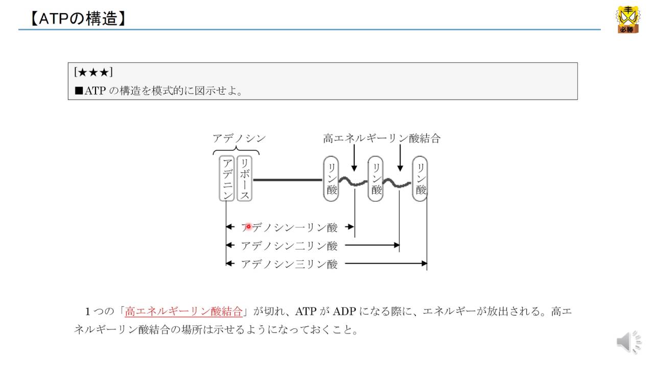 ATPの構造 【高校生物】
