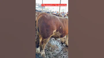 Mol Bozori Narxlari 2025 Qoʻy Bozori Narxlari 2025 Qashqirlarmakonipistirma Comedy Memes 