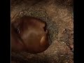 God's grace - Squirrel delivering kids in his house