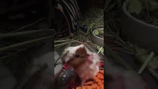 BABY GUINEA PIG #youtubeshorts #animals #cute #pets #guineapig