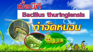 เชื้อ บีที (BT) กำจัดหนอนดีอย่างไร ใช้แบบไหน (บีทีกำจัดหนอนในแปลงพืชผัก ผลไม้)