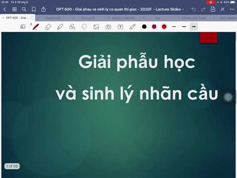 Video Giải phẫu cơ quan thị giác phần 1 - Học giải phẫu... - YouTube