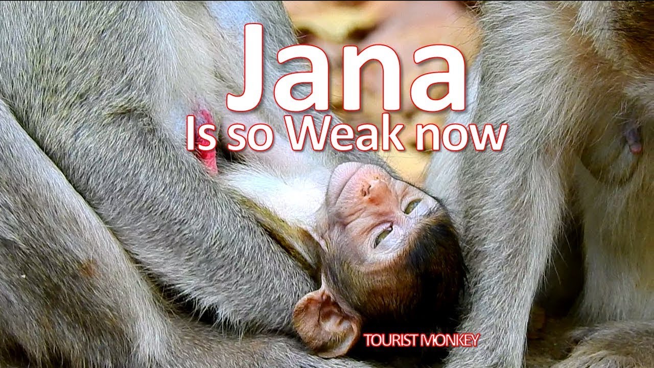 Update Poor Baby Jana Is Look So Weak Now Hope Jana Pass Bad