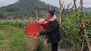 Cold Days - Life of a 17 Year Old Single Mother, Harvesting Tomatoes, Cucumbers, Guavas by Ly Tieu Ca  415,933 views 2 months ago 45 minutes