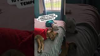 #otoñoinvierno #invierno #maipu #santiago #perritosfelices