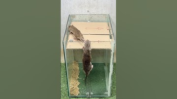 Mouse trap tips at home/best spinning mouse traps #mousetrap #rattrap