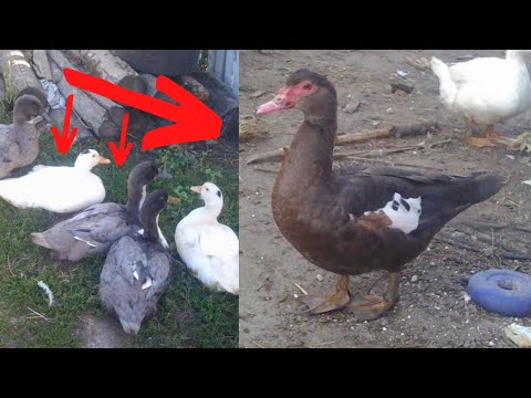 Каких уток лучше разводить Мускусные утки Мулард Пекинка Голубой Фаворит Сельская жизнь Утки на мясо