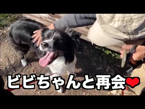 保護預かり➡︎里親さんへ・ビビちゃんと再会