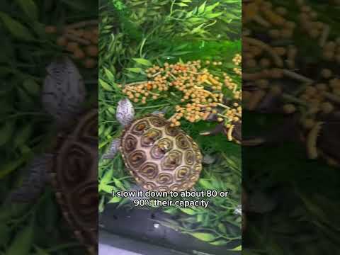 Video: Jedu li klizne kornjače?