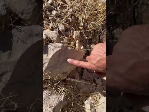 فسیل صدف ماقبل تاریخ کوهنوردی  زاگرس دریا ساحل  ترند