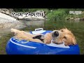리트리버 물놀이하는 개 견생 2회차인듯ㅋㅋㅣRetriever Dog Addicted To Playing In The Water LOL