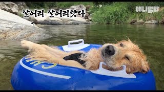 Retriever Dog Addicted To Playing In The Water LOL