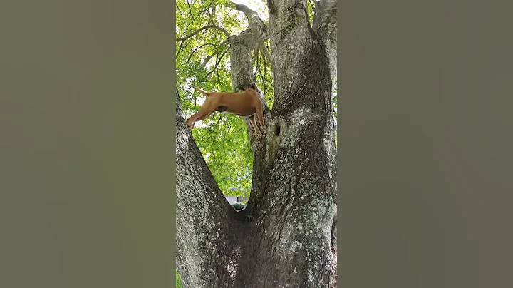 Tree climbing dog