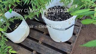 Asking ChatGPT about growing Hazes #outdoor #organic