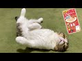 爆睡中の猫にチュールを食べるか聞いてみた結果が可愛すぎたw
