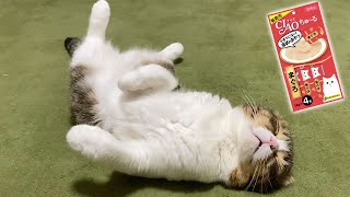 爆睡中の猫にチュールを食べるか聞いてみた結果が可愛すぎたw