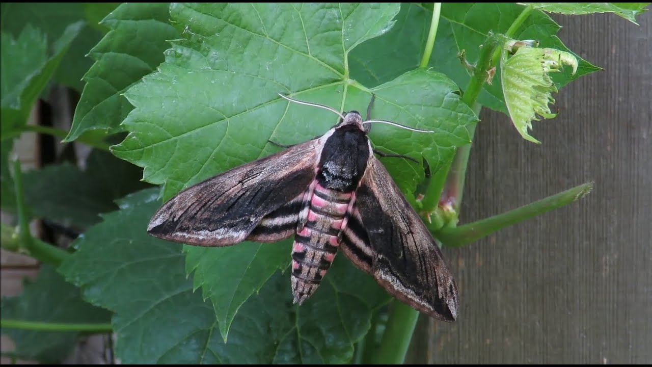 Sphinx ligustri - Privet Hawk-moth - Ligusterpijlstaart / Belgium / 27-6-2015