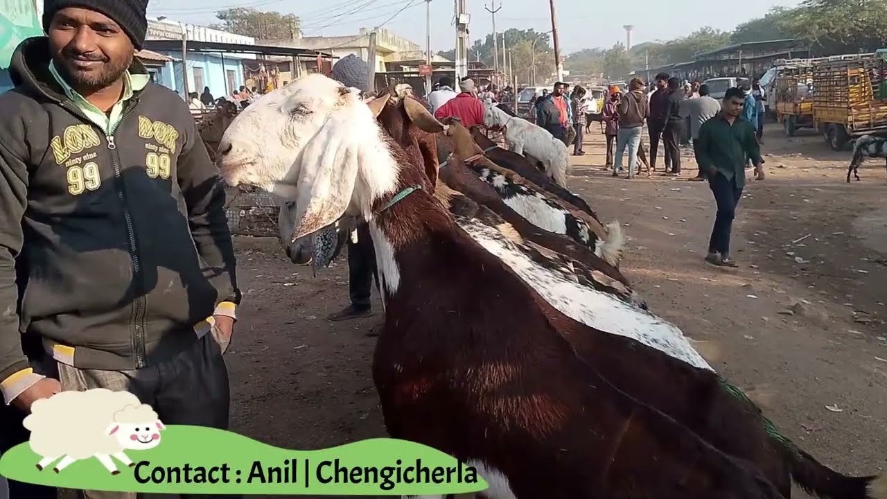 Chengicherla Biggest Barka mandi