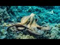 Amazing sea creatures    viralshorts  rss entertainment world