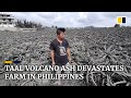 Taal Volcano ash buries pineapples, devastating farm in Philippines