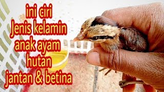 Cara Membedakan Anak Ayam Hutan Merah Jantan & Betina screenshot 3