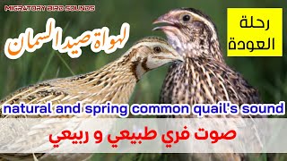 صوت الفري طبيعي وربيعي| Common quail hunting spring call, Bird calls,Bird songs,Bird hunting
