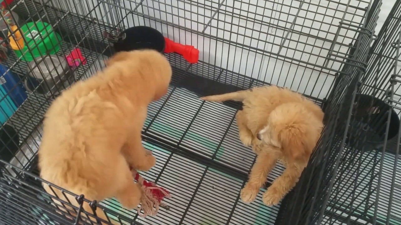 Are Dogs Allowed At Canton Trade Days