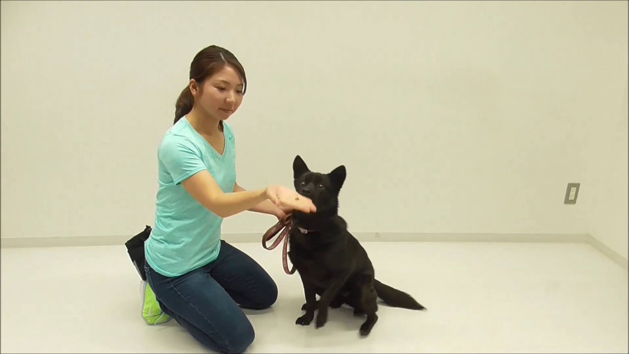 犬のお手の教え方 犬のしつけ方 横浜 By遠藤エマ トレーナー Youtube