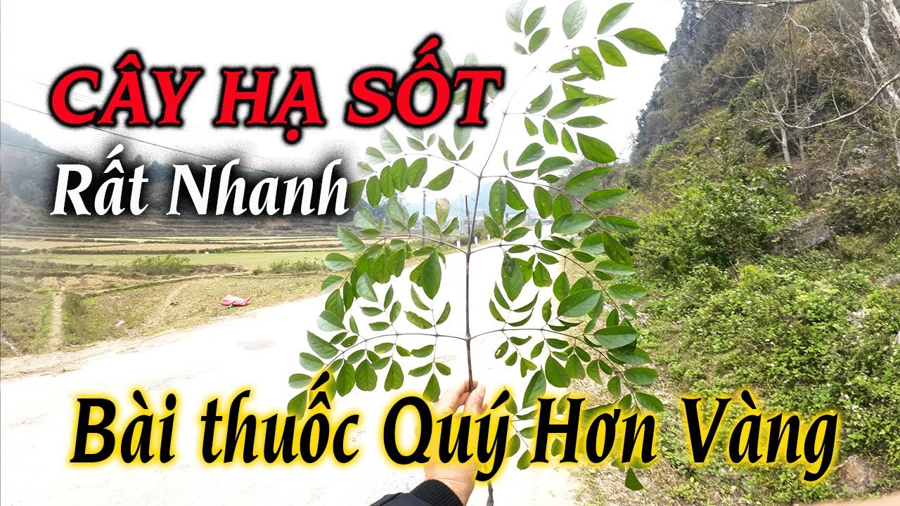Mừng Rơi Nước Mắt khi biết cây đánh tan Sỏi Thận trong vòng 2 tuần | THAODUOC.NET