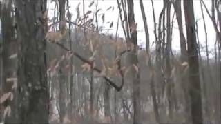 Tree Break, Then Knocking Heard... Finding Bigfoot