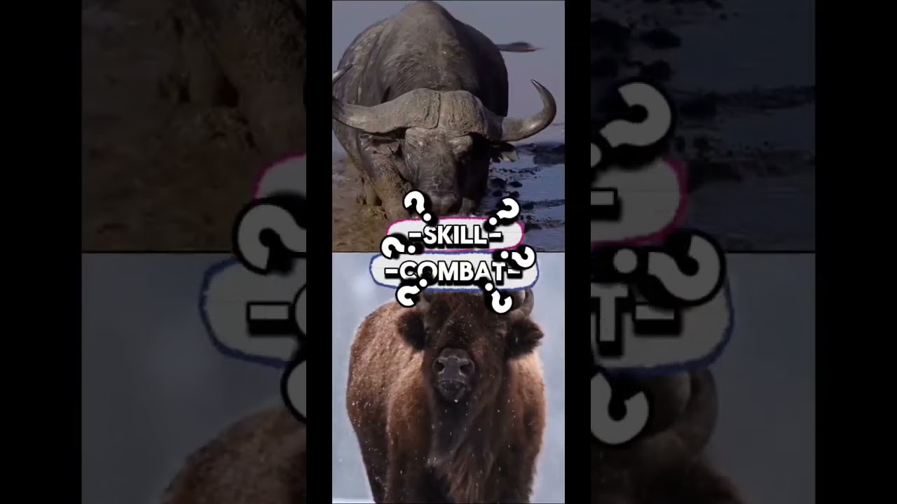 Buffalo VS Bison