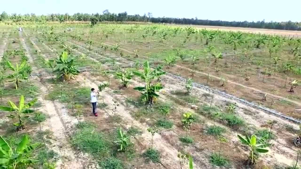 Plantation Visit - 011 [Nov 2014] - YouTube