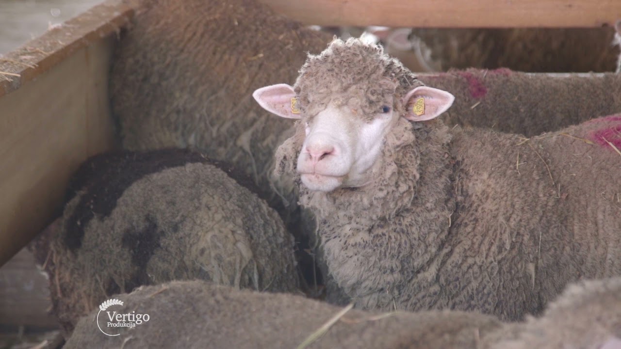 Farma ovaca rase ILE de France iz Obrovca - U nasem ataru 889