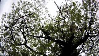 Longboarding: Spring Fever