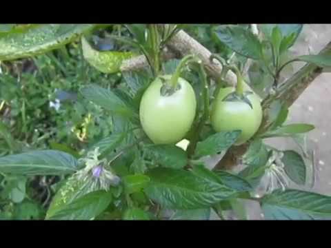Vídeo: Pepino (18 Fotos): Cultivo De Peras De Melão. O Que é Essa Fruta? Classifica 