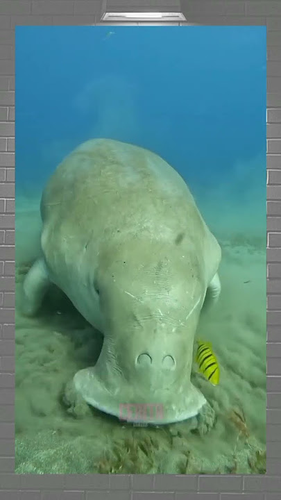 inilah suara dugong #hewan#shorts
