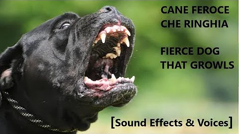 Cosa vuol dire se il tuo cane ti ringhia?
